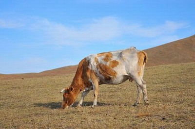 孕妇自然分娩视频正面