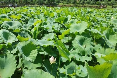 狼芒一三芒果视频