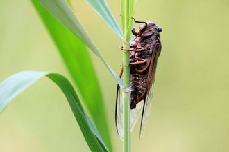 肥水不流外人田的说法