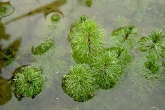 范冰冰电影《苹果》