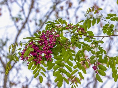 雪花那个飘电视剧全集免费